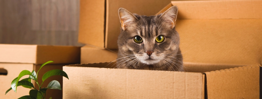 Umzug mit Katzen: 7 essenzielle Tipps für einen stressfreien Umzug